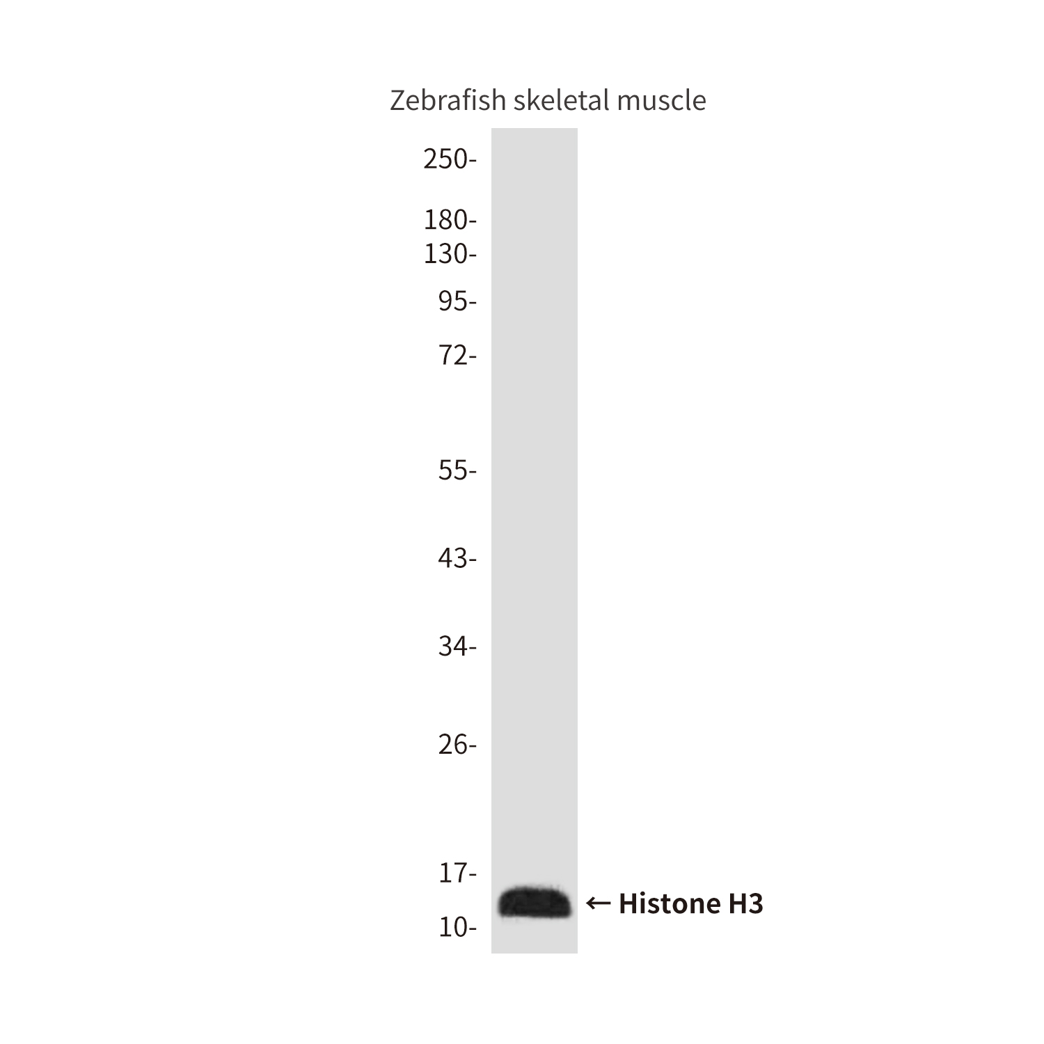 Histone H3 (Zebrafish Specific) (2C4) Mouse mAb ABZ3924