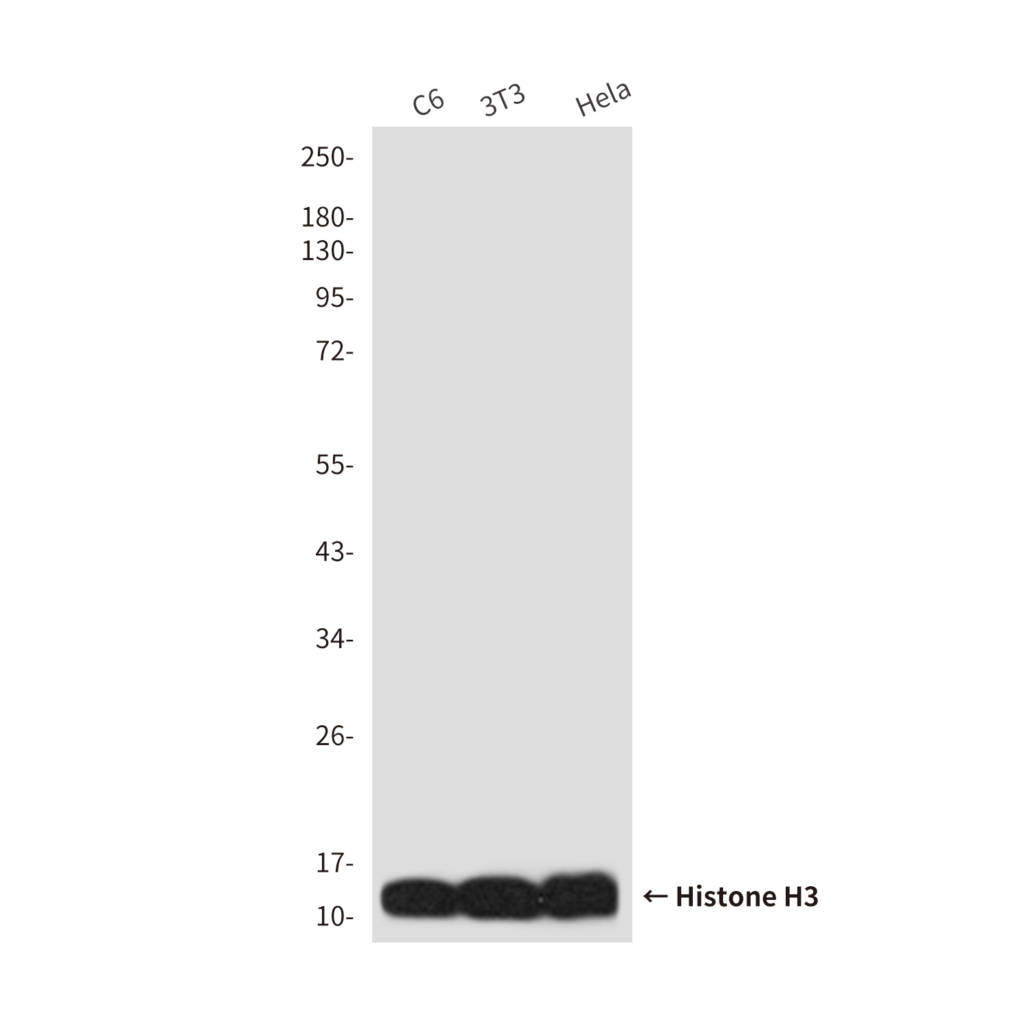 Histone H3 (10A10) Mouse mAb ABZ3925