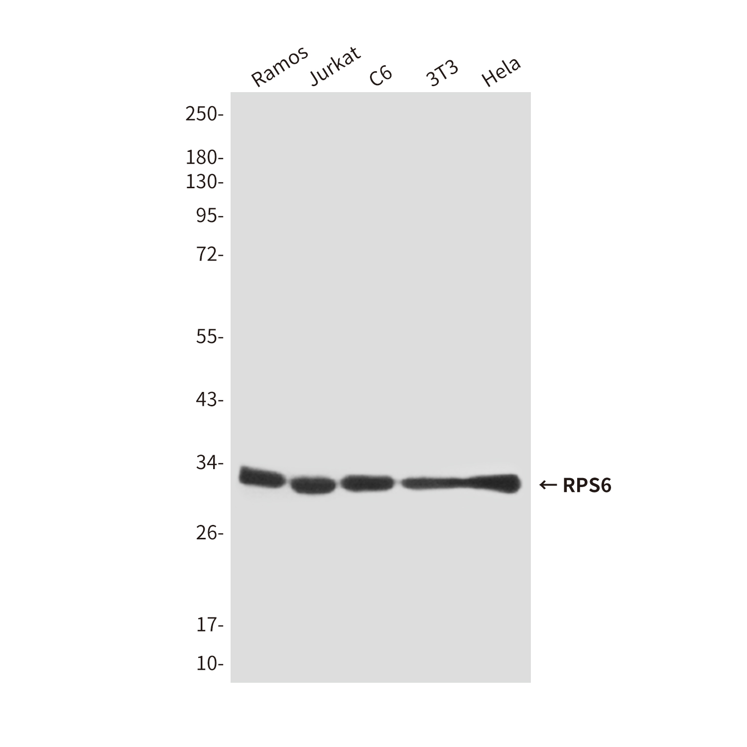 RPS6 (7B10) Mouse mAb ABZ3928