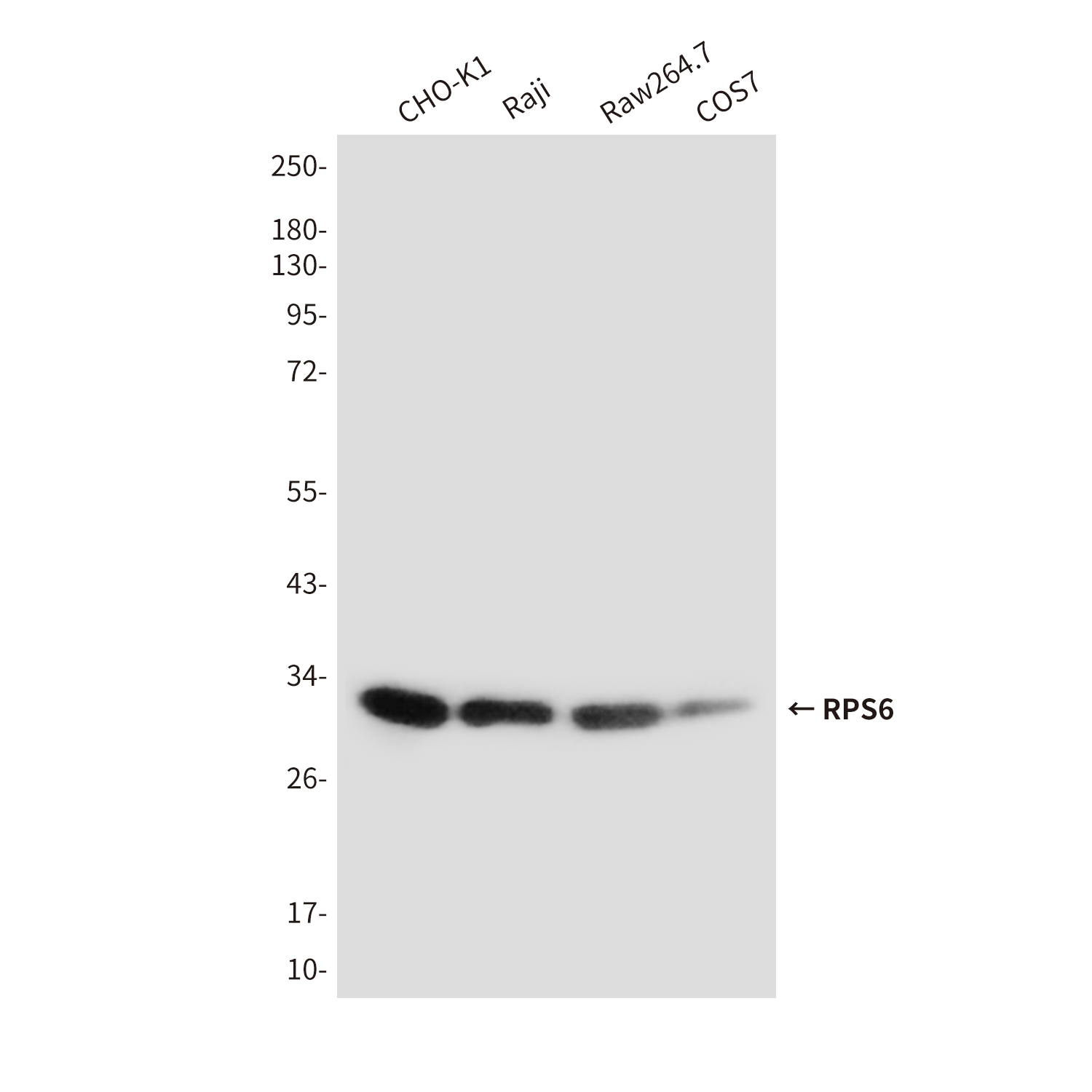 RPS6 (7B10) Mouse mAb ABZ3928