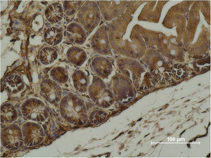 alpha Smooth Muscle Actin (3G2) Mouse mAb ABZ3929