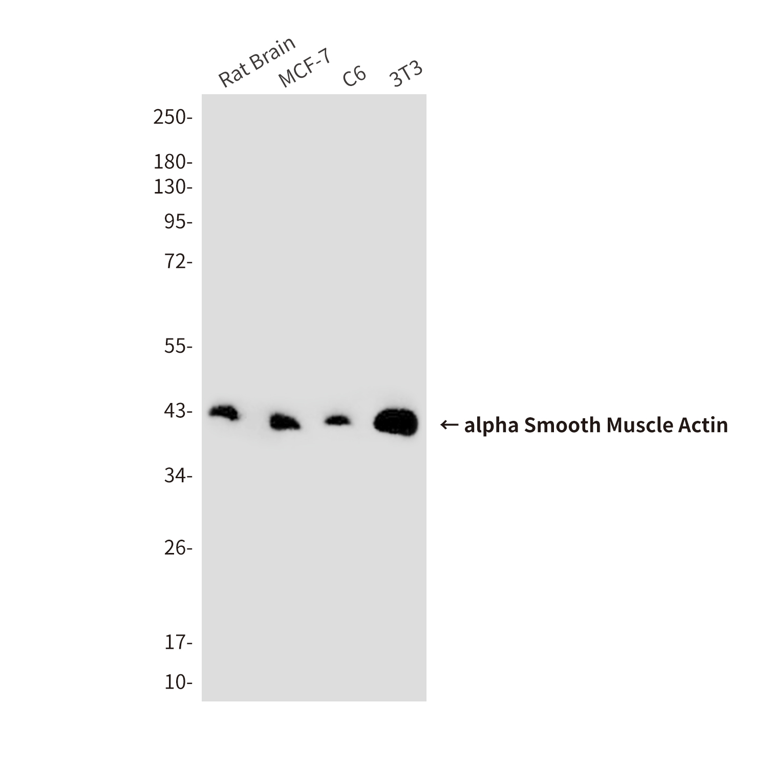 alpha Smooth Muscle Actin (3G2) Mouse mAb ABZ3929