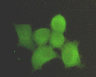 PP1C alpha (1C11) Mouse mAb ABZ3930