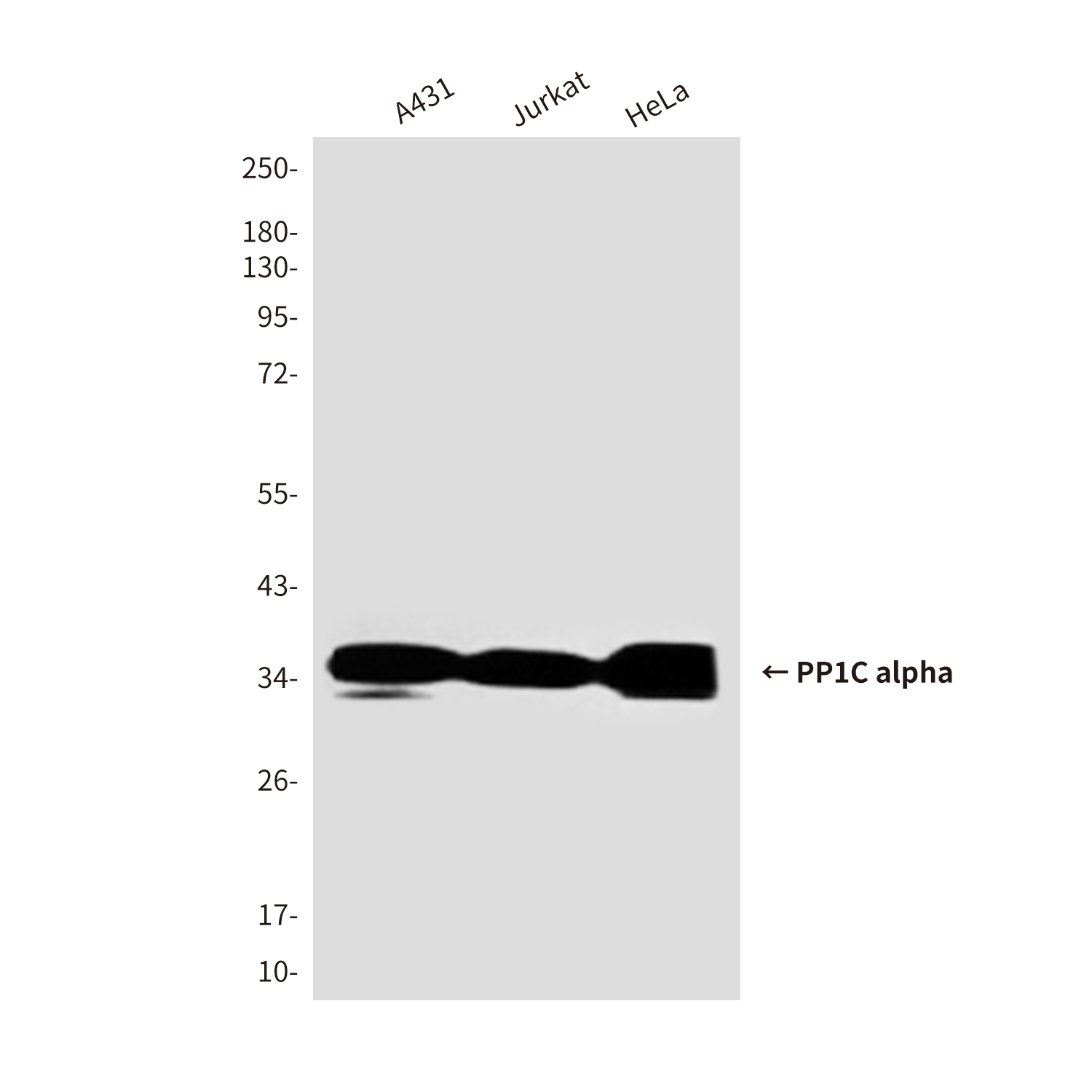 PP1C alpha (1C11) Mouse mAb ABZ3930