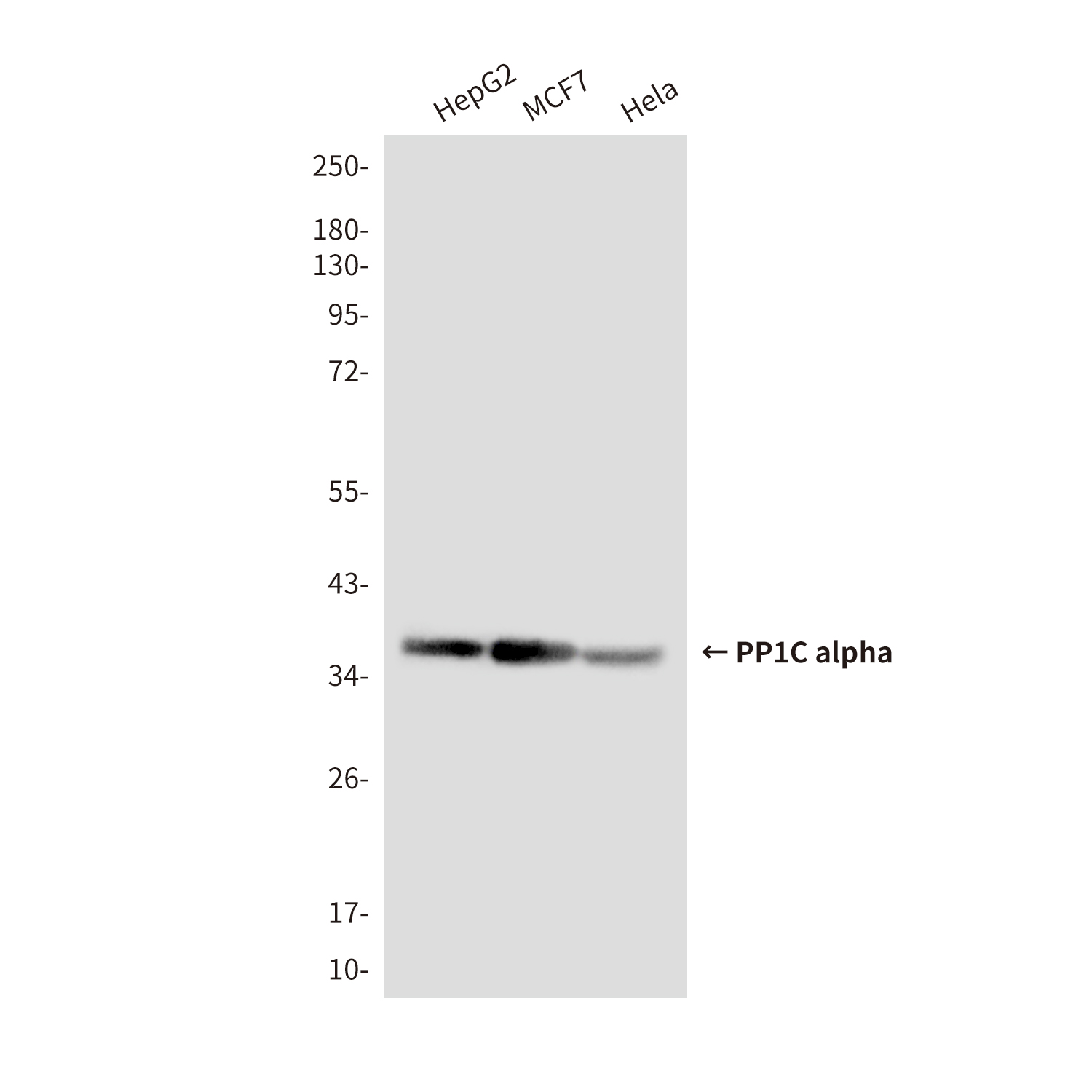 PP1C alpha (1H1) Mouse mAb ABZ3931