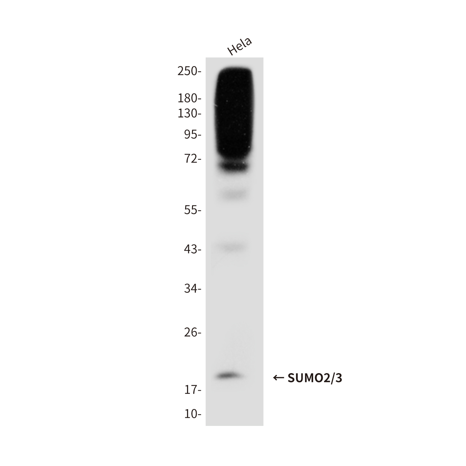 SUMO2/3 (3F7) Mouse mAb ABZ3932