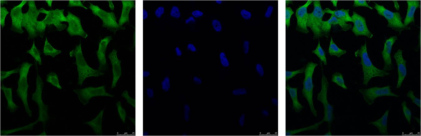 eIF4A1 (6D7) Mouse mAb ABZ3933
