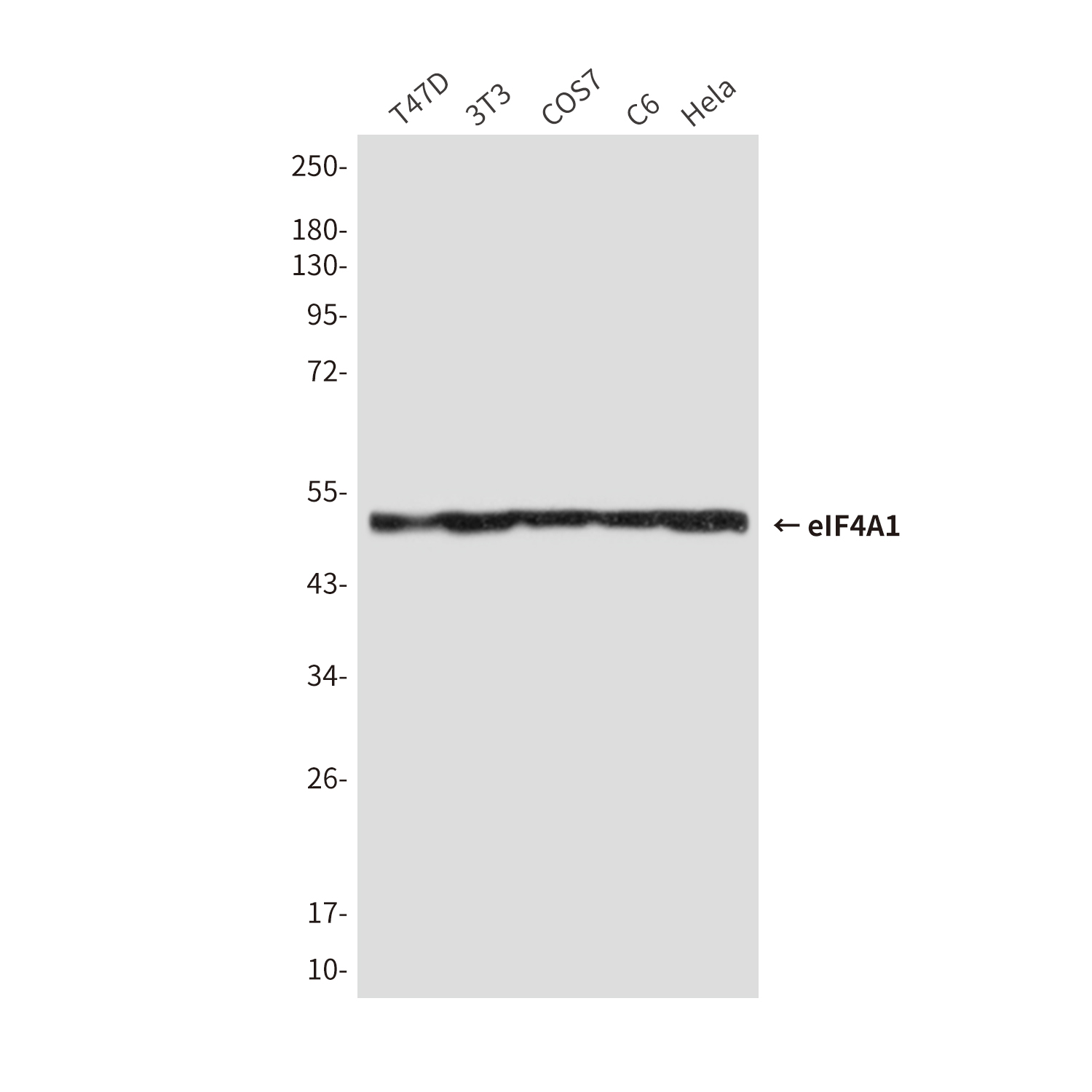 eIF4A1 (6D7) Mouse mAb ABZ3933