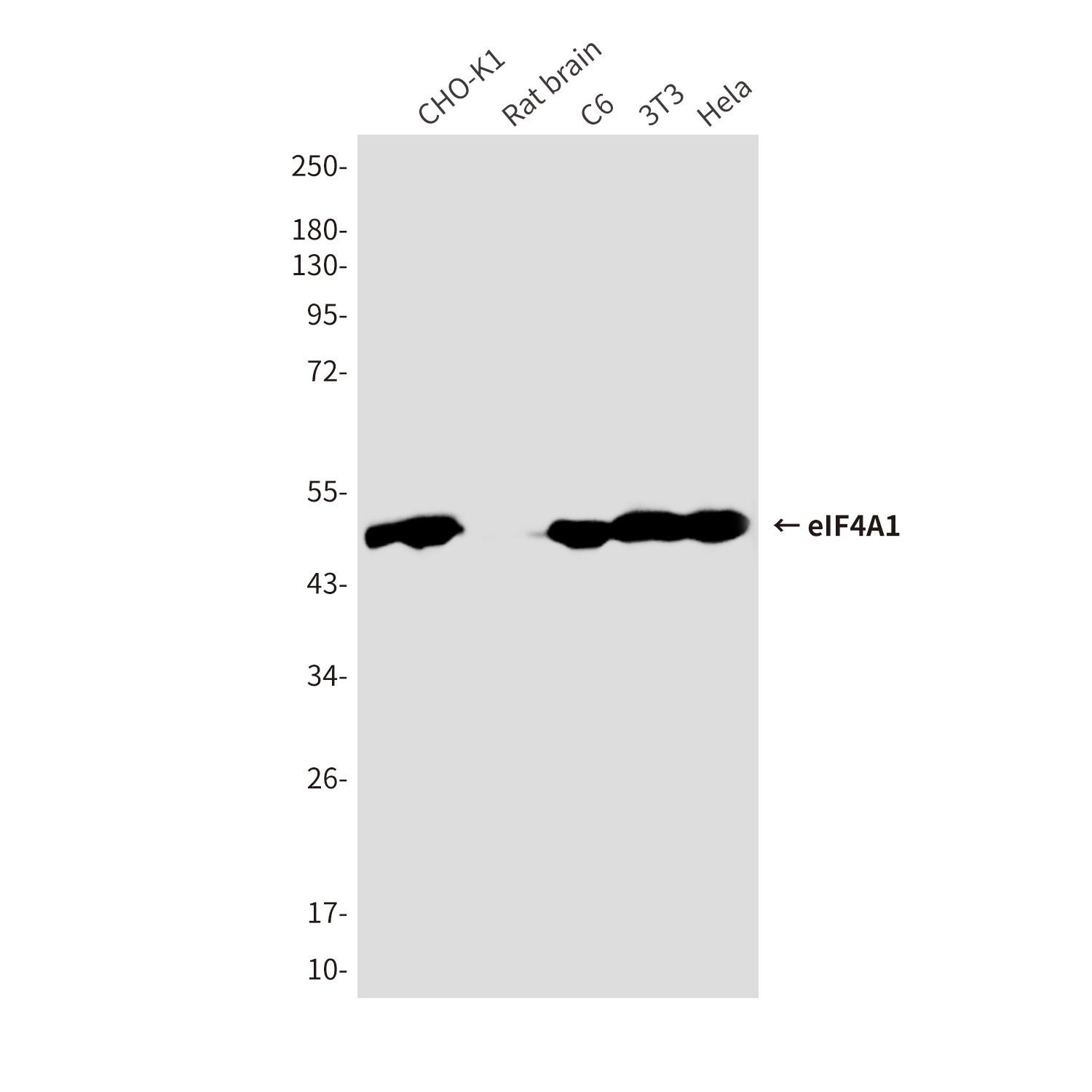 eIF4A1 (6D7) Mouse mAb ABZ3933