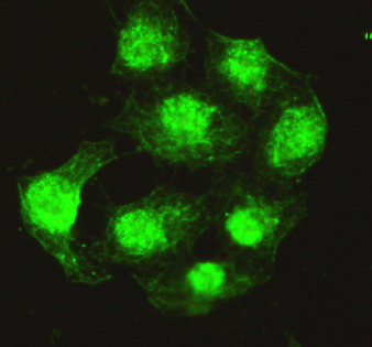 PPP4C (2F11) Mouse mAb ABZ3934