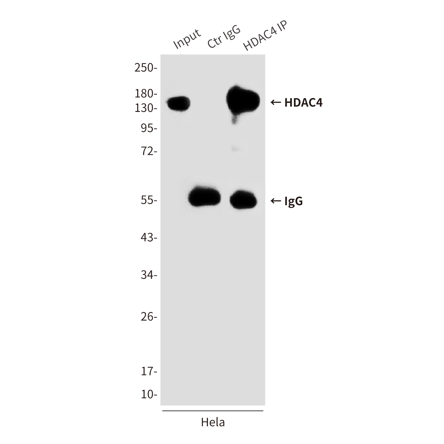 HDAC4 (4A3) Mouse mAb ABZ3937