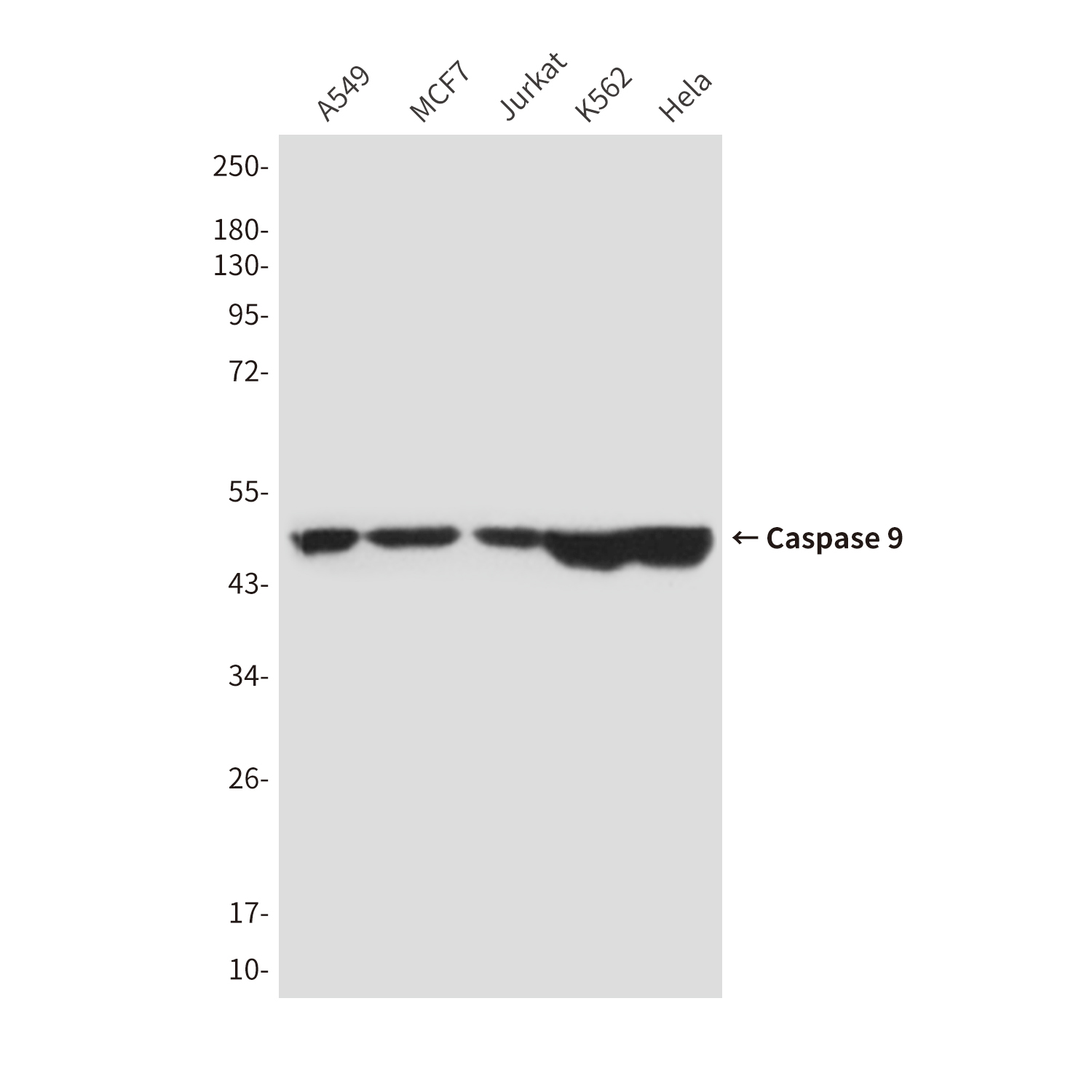 Caspase 9 (1D1) Mouse mAb ABZ3938