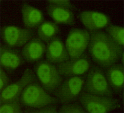 hHR23B (5H1) Mouse mAb ABZ3939