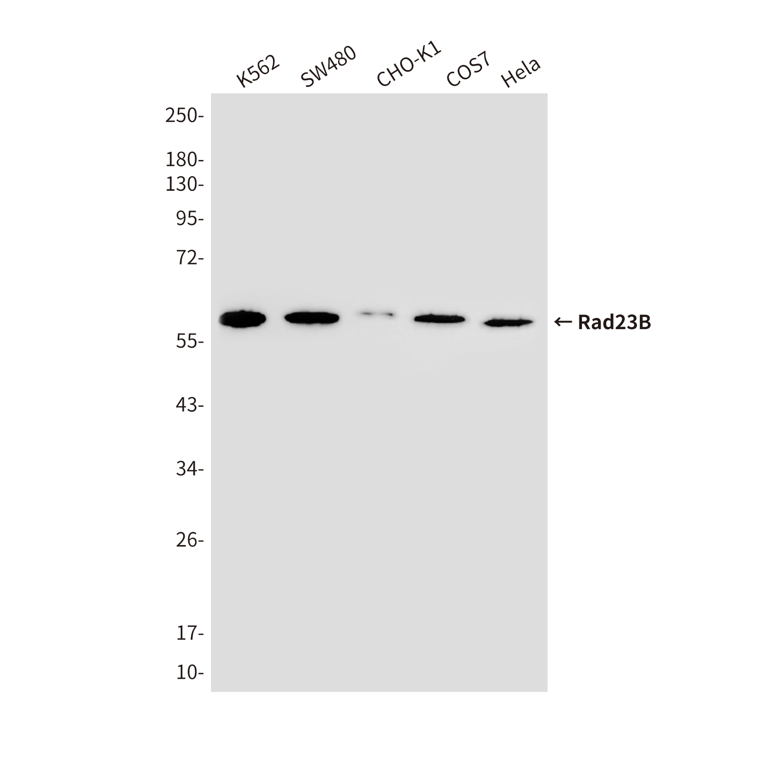 hHR23B (5H1) Mouse mAb ABZ3939