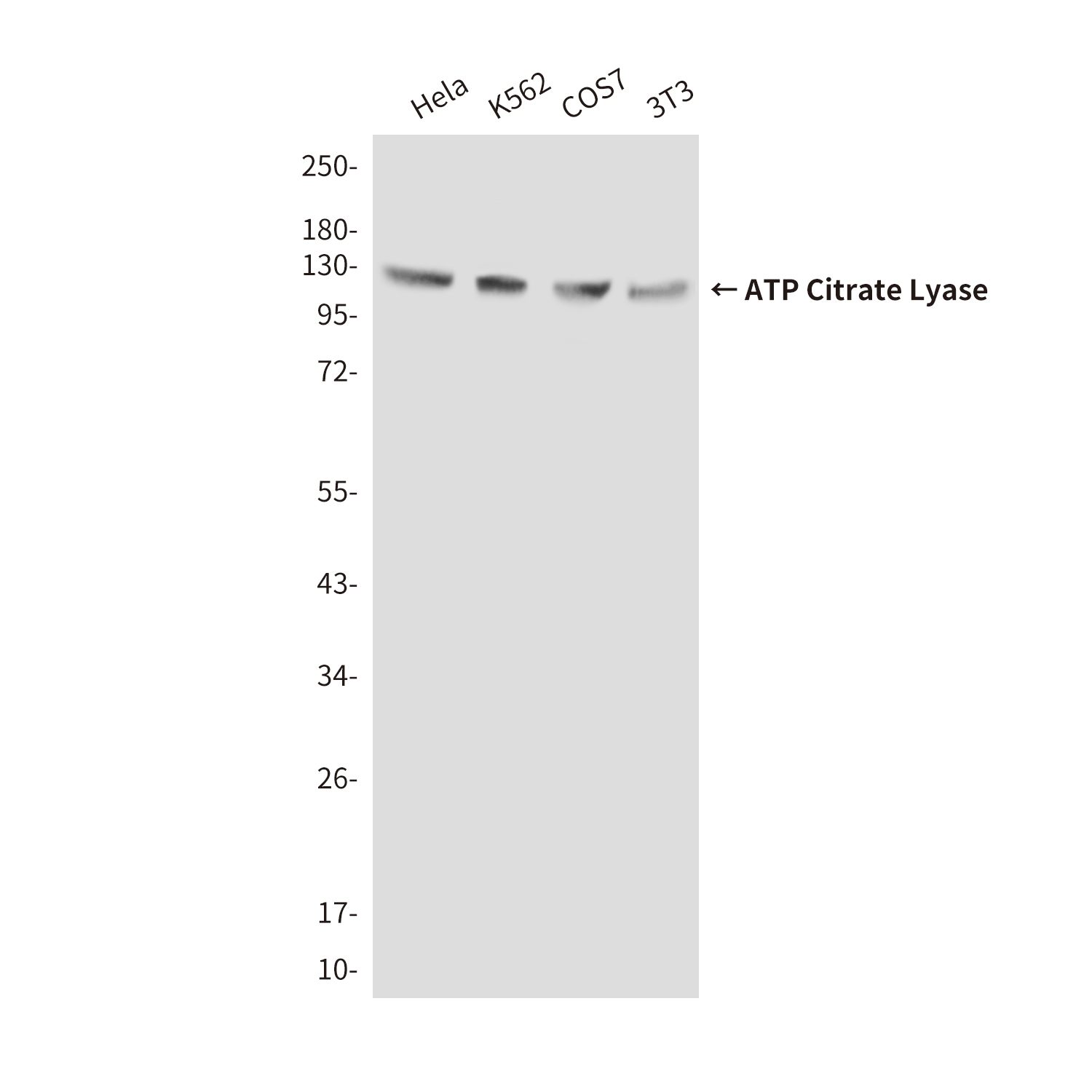 ATP Citrate Lyase (3D9) Mouse mAb ABZ3940