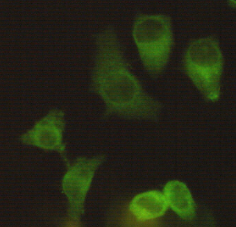 Eg5 (4H3) Mouse mAb ABZ3944