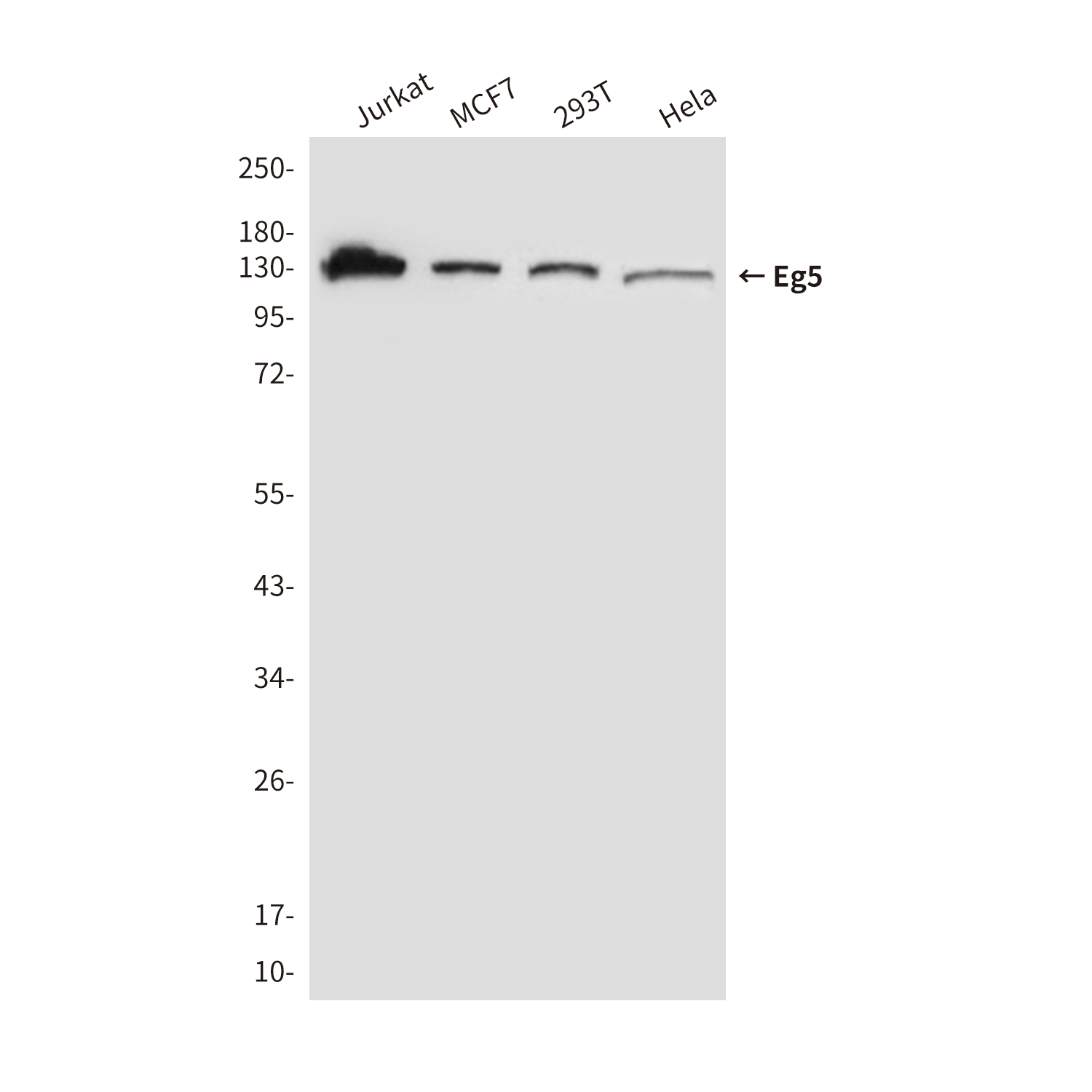 Eg5 (4H3) Mouse mAb ABZ3944