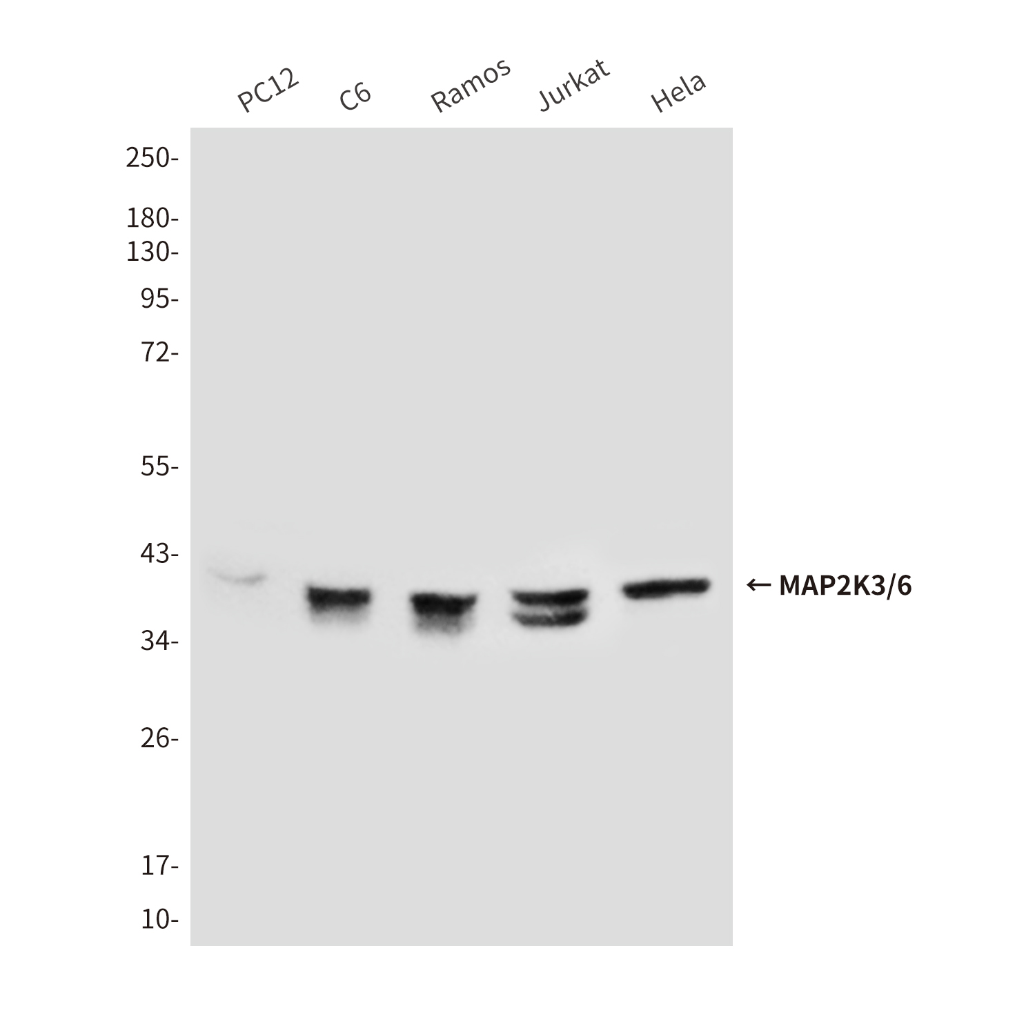 MAP2K6 (8A11) Mouse mAb ABZ3945