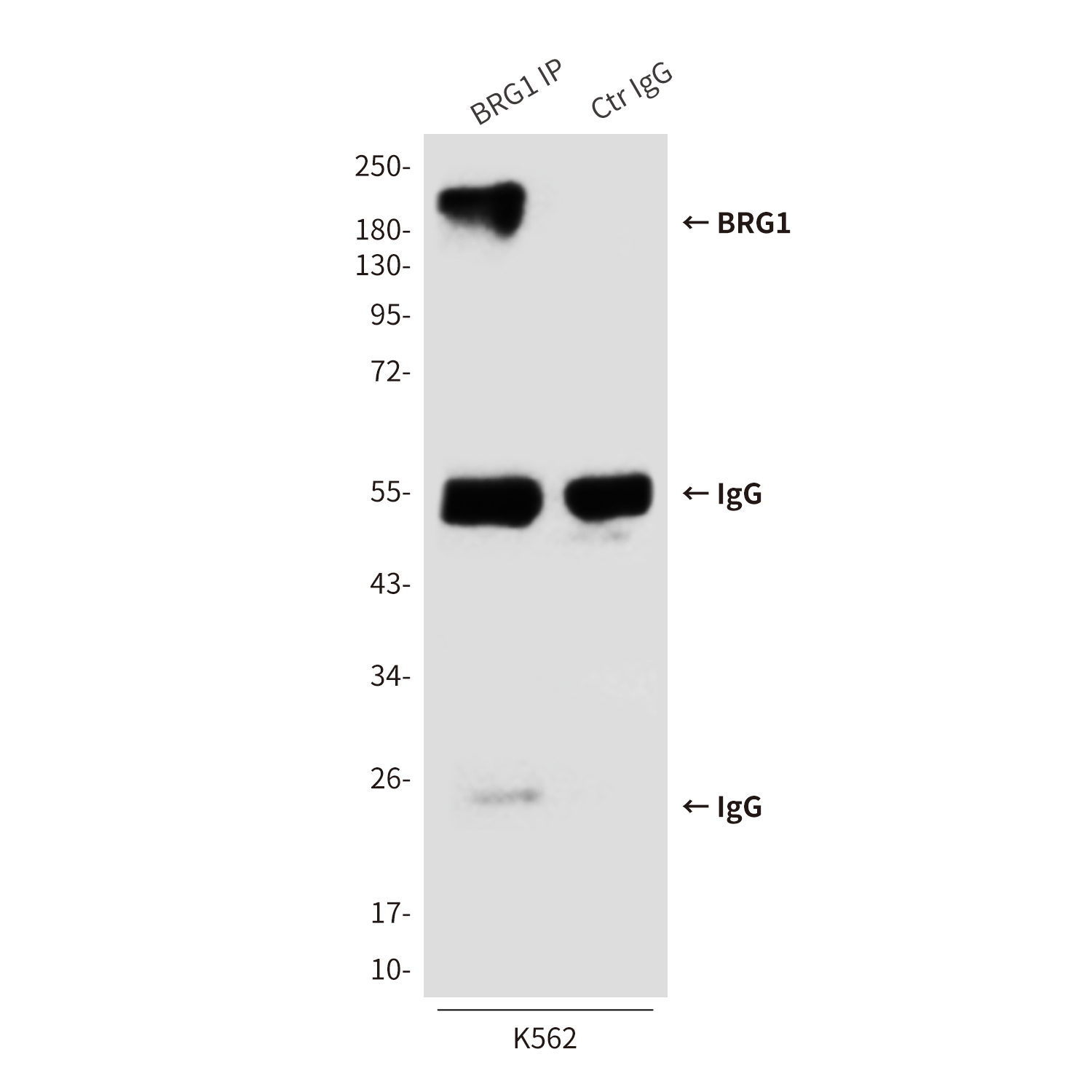 BRG1 (6D7) Mouse mAb ABZ3949