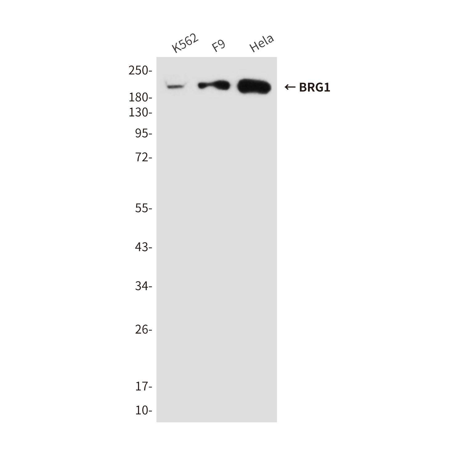 BRG1 (6D7) Mouse mAb ABZ3949
