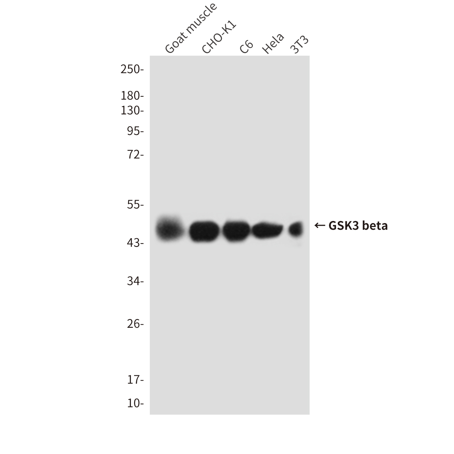 GSK3 beta (9F9) Mouse mAb ABZ3950