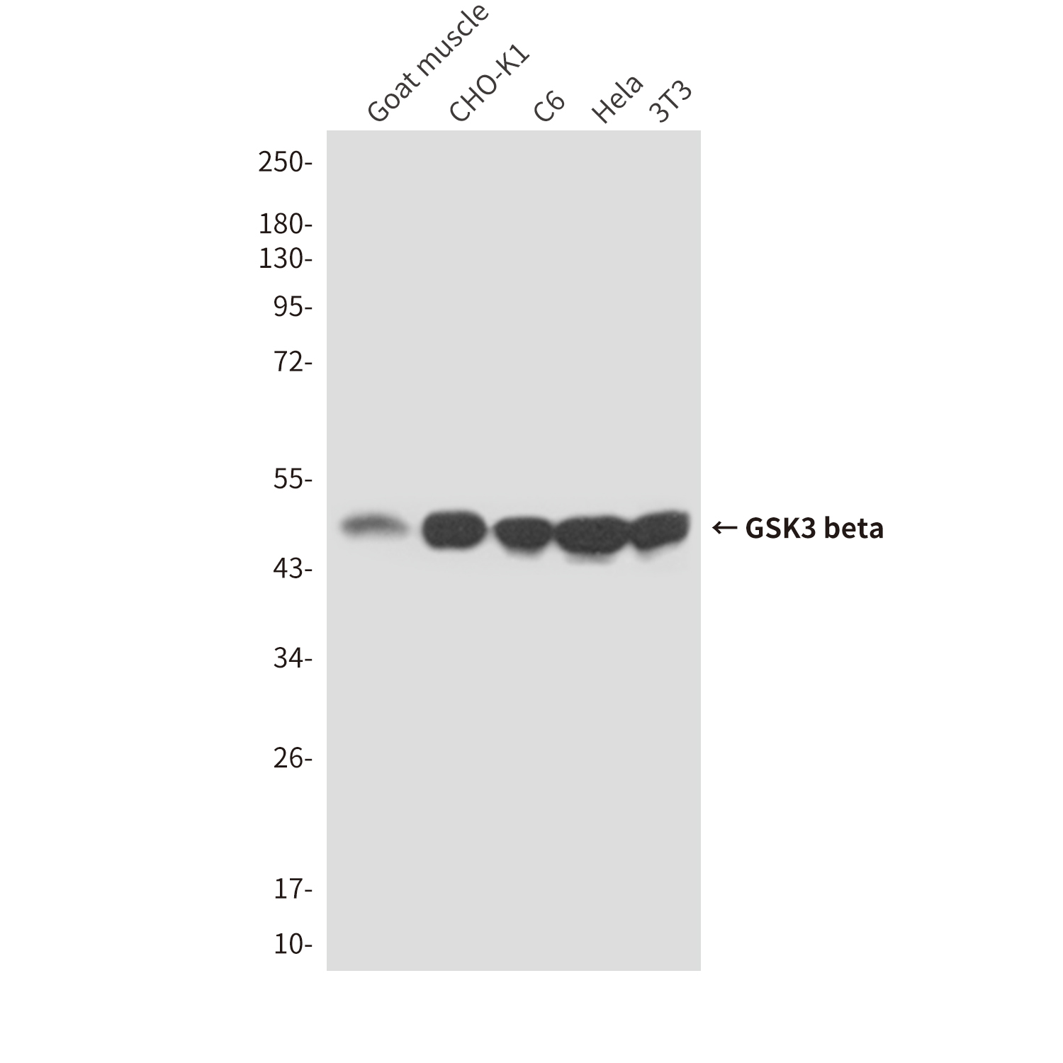 GSK3 beta (9B1) Mouse mAb ABZ3951