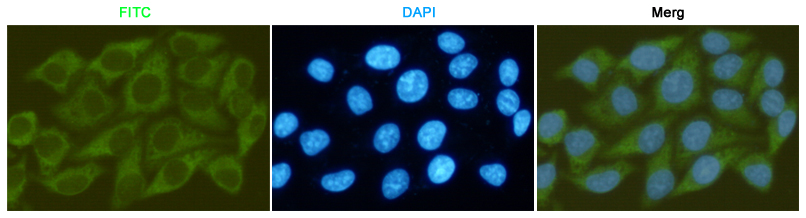 GSK3 beta (2E6) Mouse mAb ABZ3952