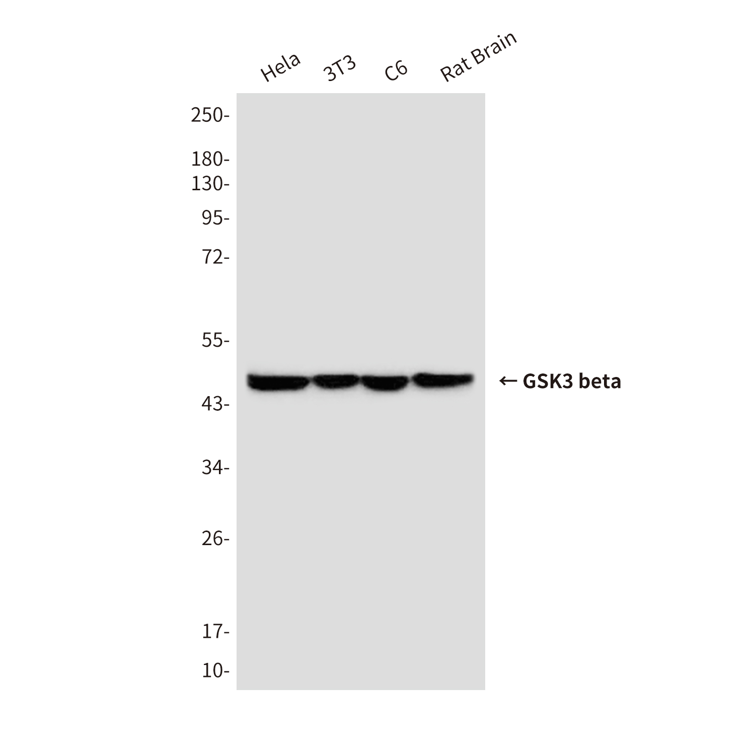 GSK3 beta Mouse mAb ABZ3953