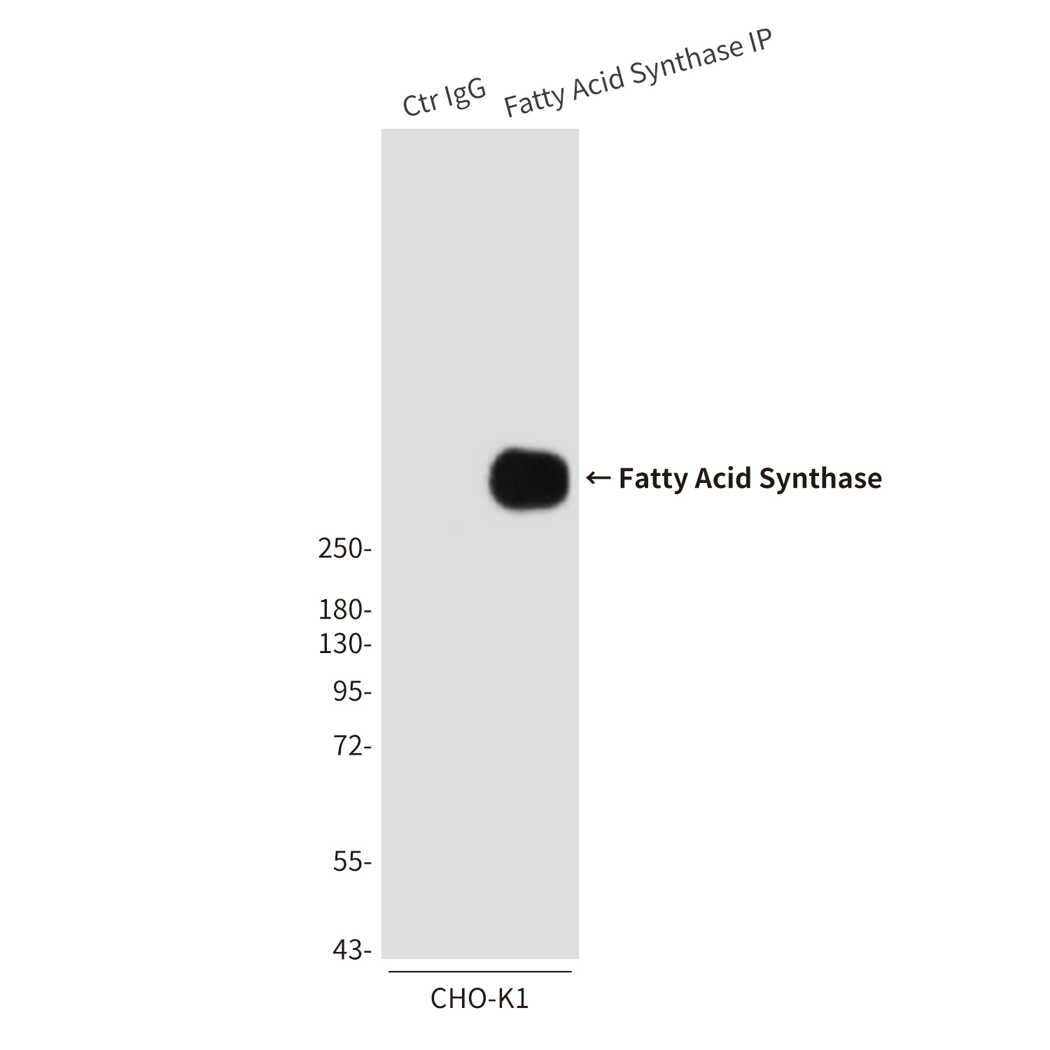 Fatty Acid Synthase (6B9) Mouse mAb ABZ3956