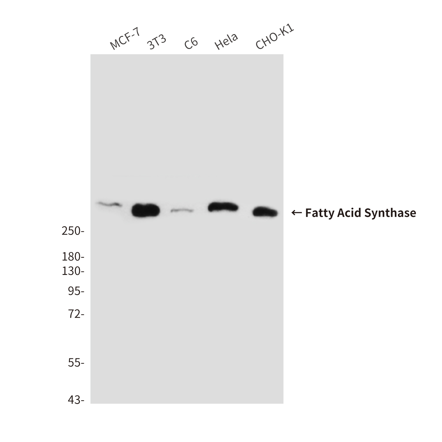 Fatty Acid Synthase (6B9) Mouse mAb ABZ3956