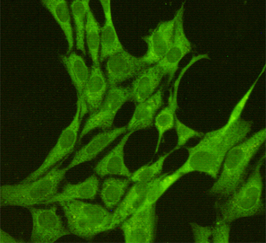 JNK1 (1A4) Mouse mAb ABZ3961