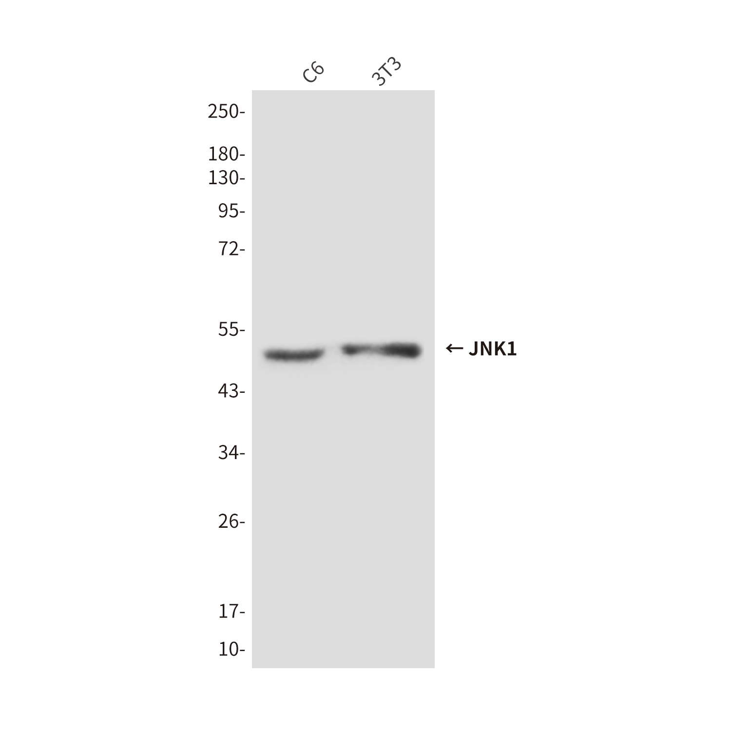 JNK1 (1A4) Mouse mAb ABZ3961
