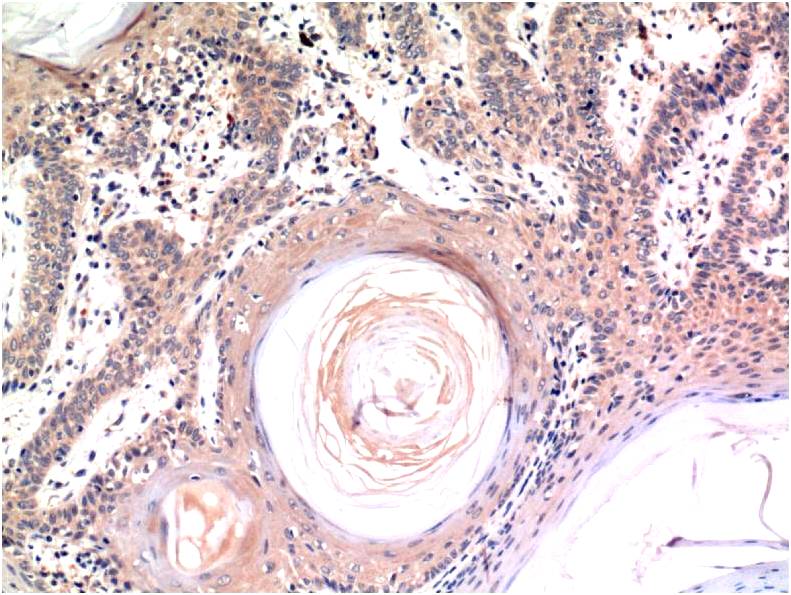 Caspase 3 (5H3) Mouse mAb ABZ3966