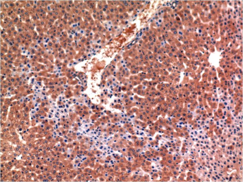 Caspase 3 (5H3) Mouse mAb ABZ3966