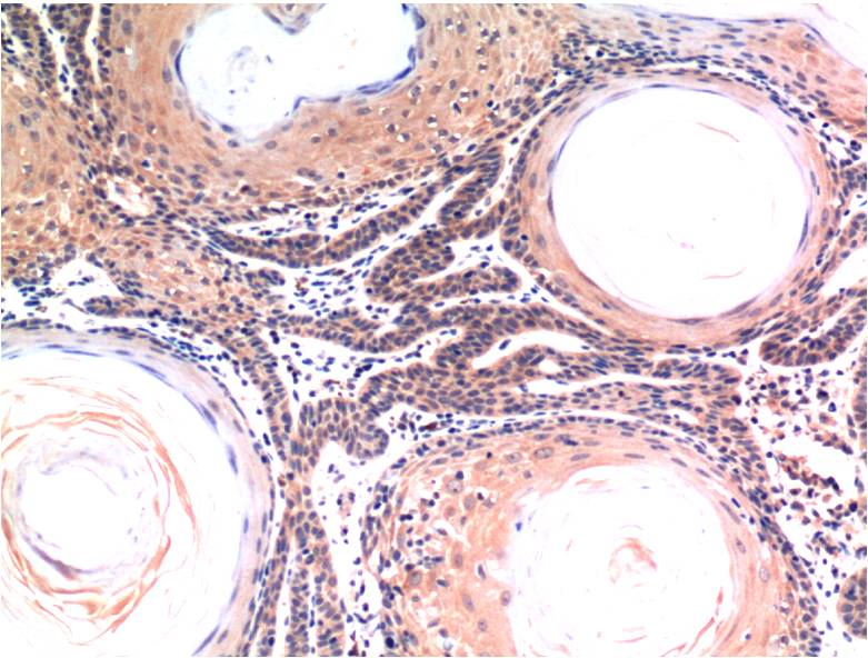 Caspase 3 (1B10) Mouse mAb ABZ3967