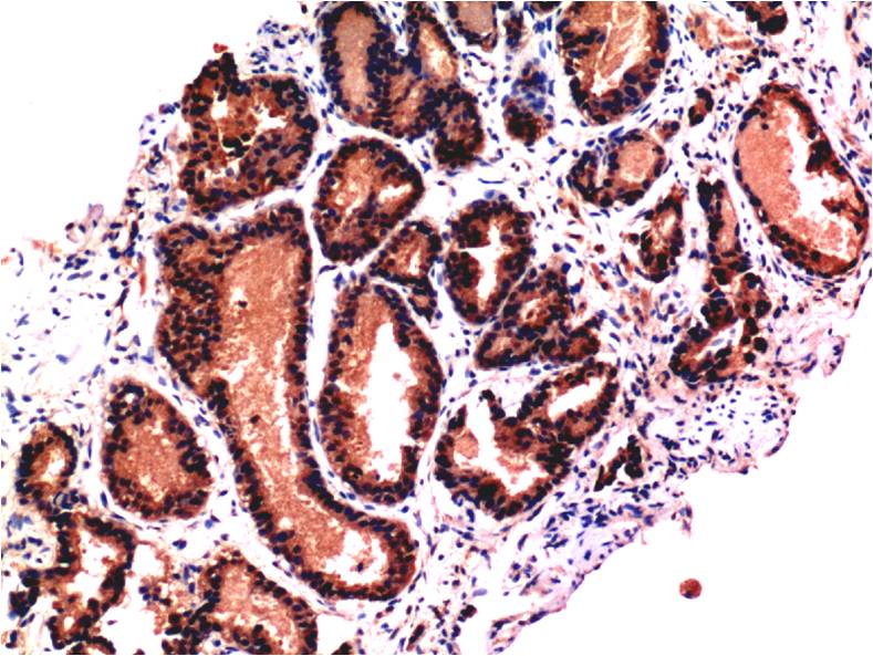 Caspase 3 (1B10) Mouse mAb ABZ3967