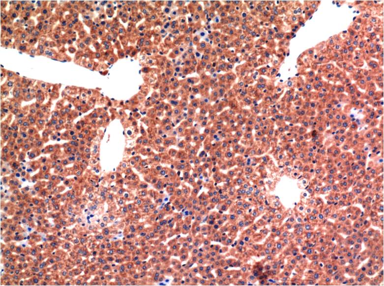 Caspase 3 (1B10) Mouse mAb ABZ3967