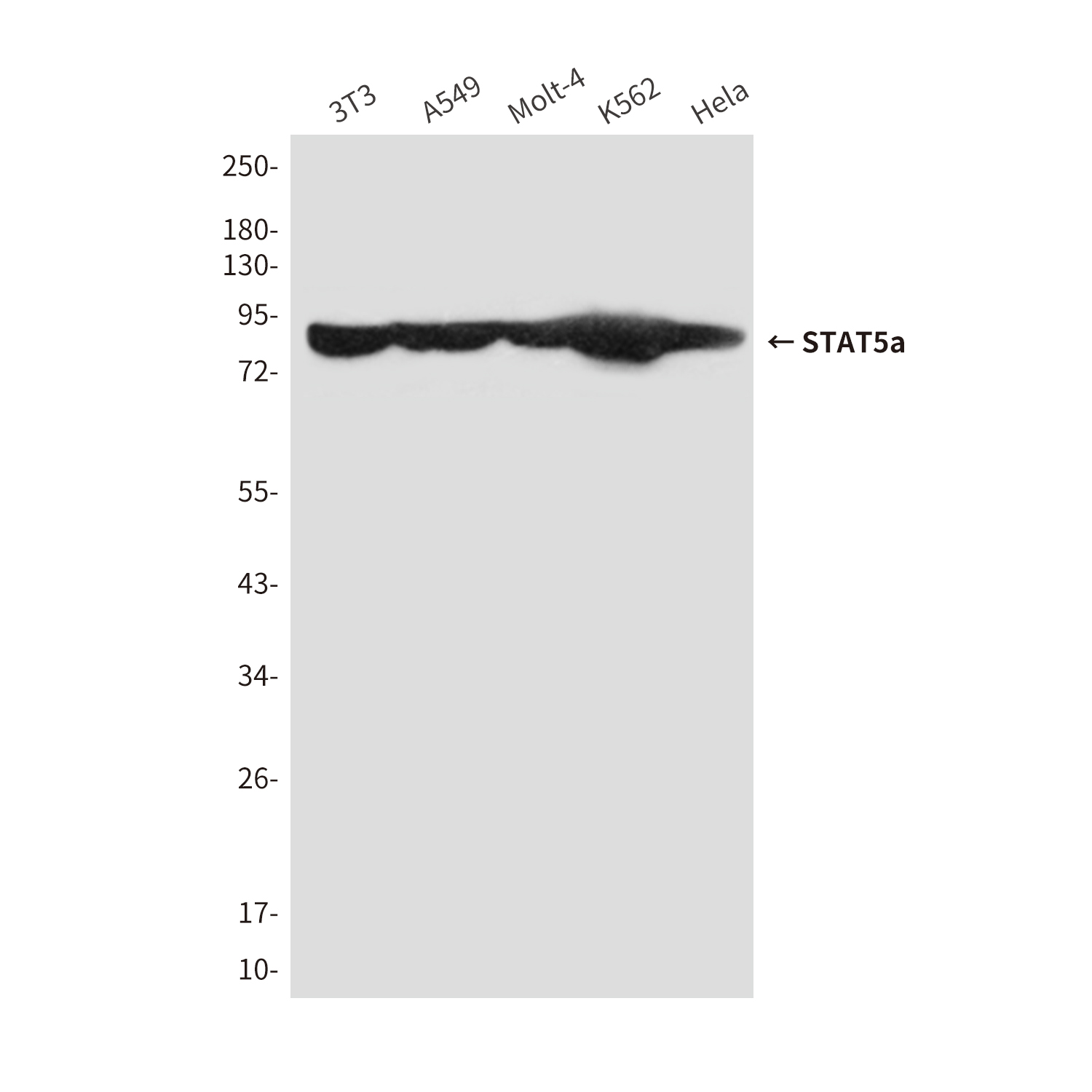 STAT5a (5C10) Mouse mAb ABZ3968