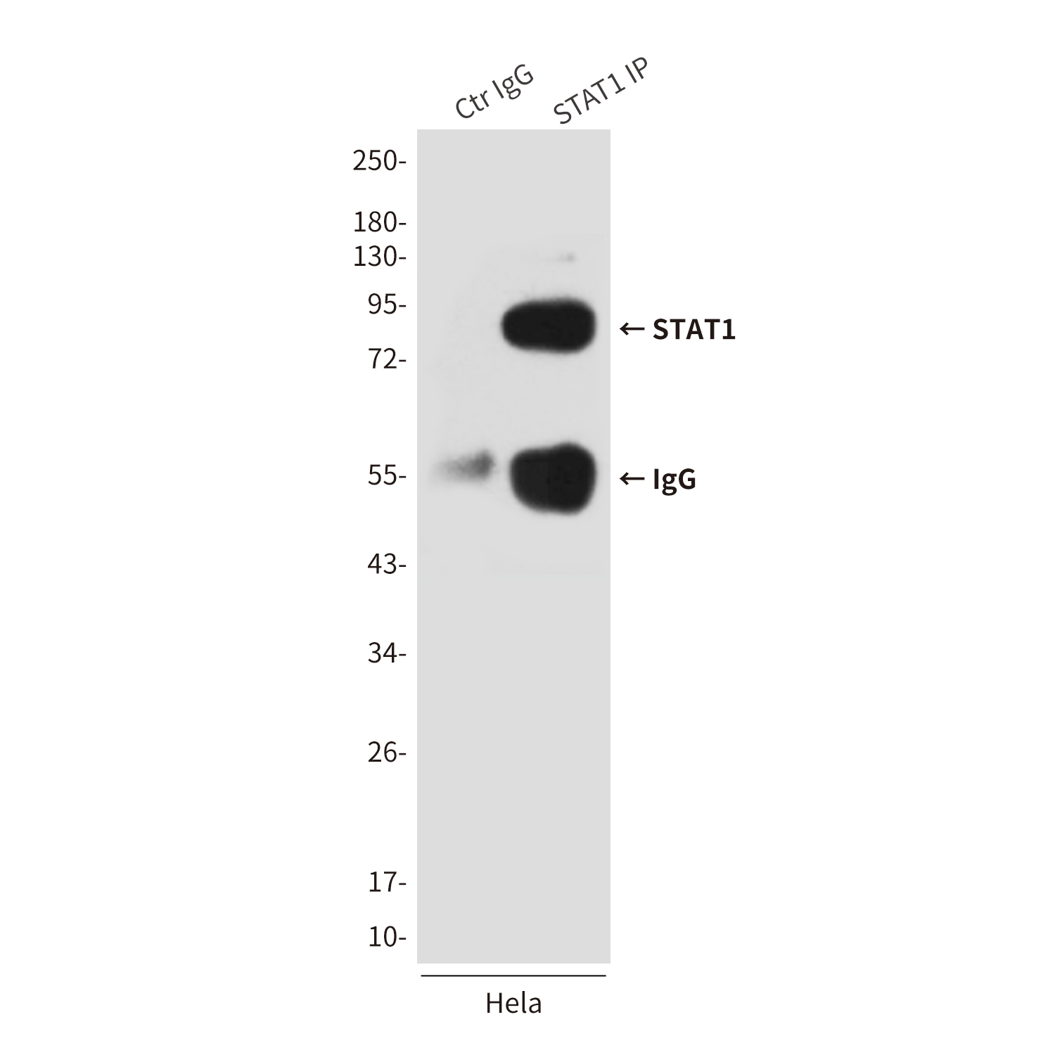 STAT1 (6C2) Mouse mAb ABZ3971