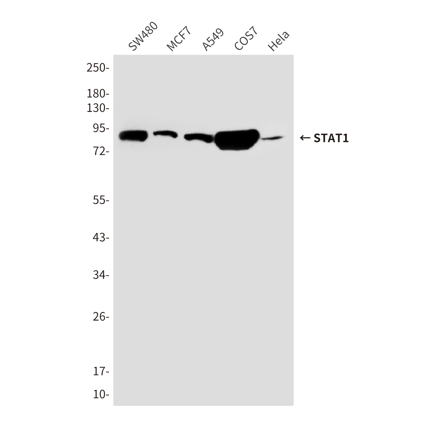 STAT1 (6C2) Mouse mAb ABZ3971