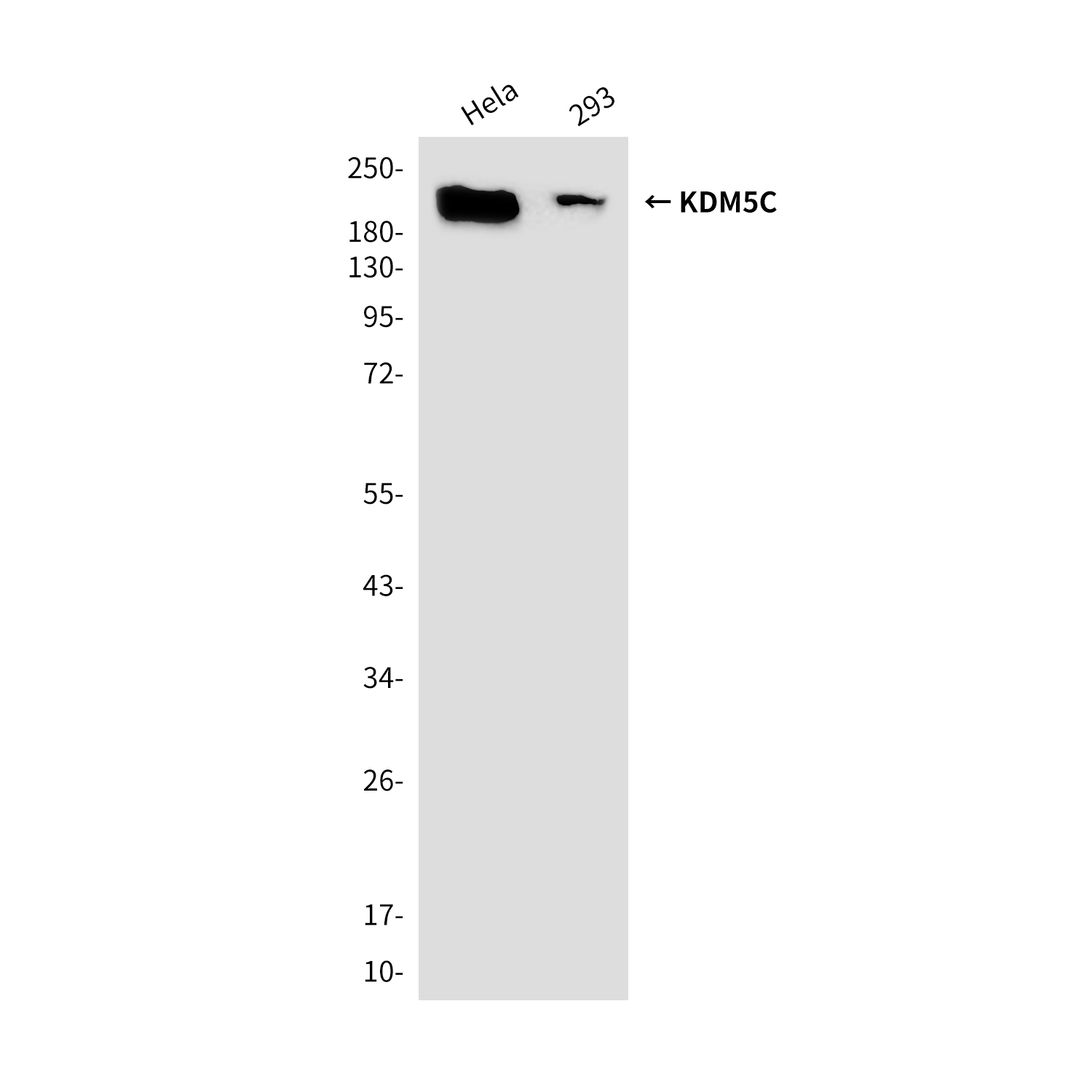 KDM5C (2E4) Mouse mAb ABZ3972