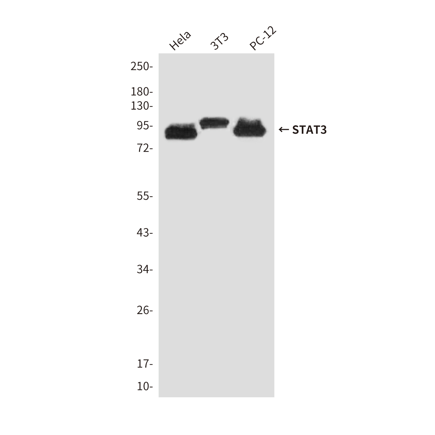 STAT3 (6H10) Mouse mAb ABZ3973