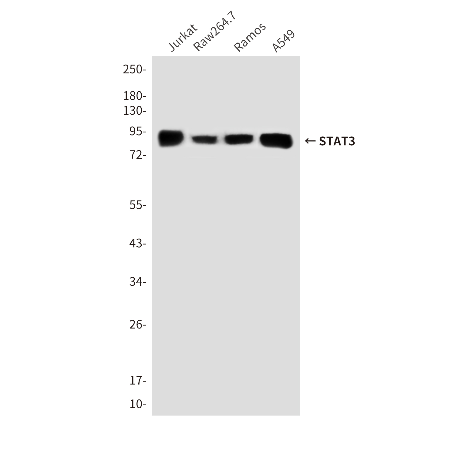 STAT3 (6H10) Mouse mAb ABZ3973