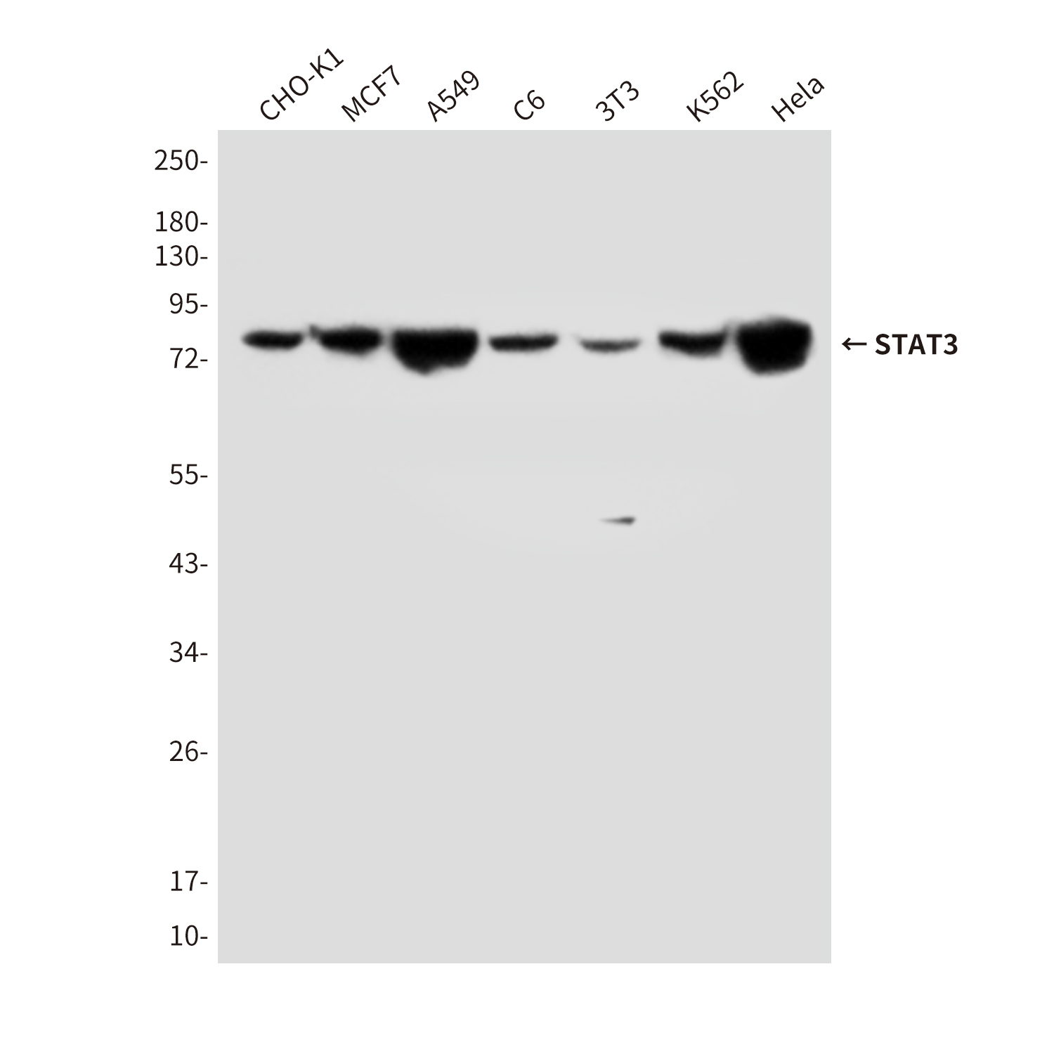 STAT3 (4C8) Mouse mAb ABZ3974