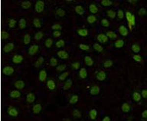 MLH1 (4C1) Mouse mAb ABZ3975