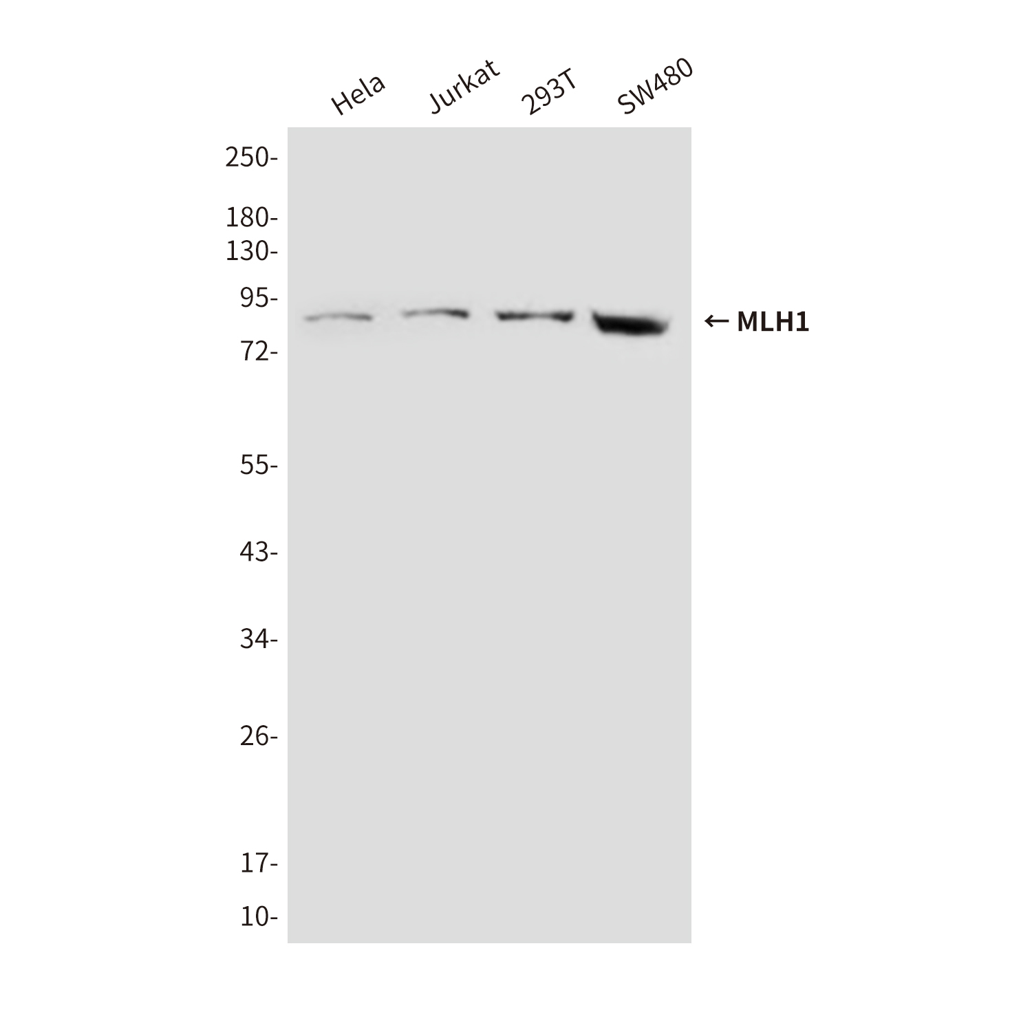 MLH1 (4C1) Mouse mAb ABZ3975