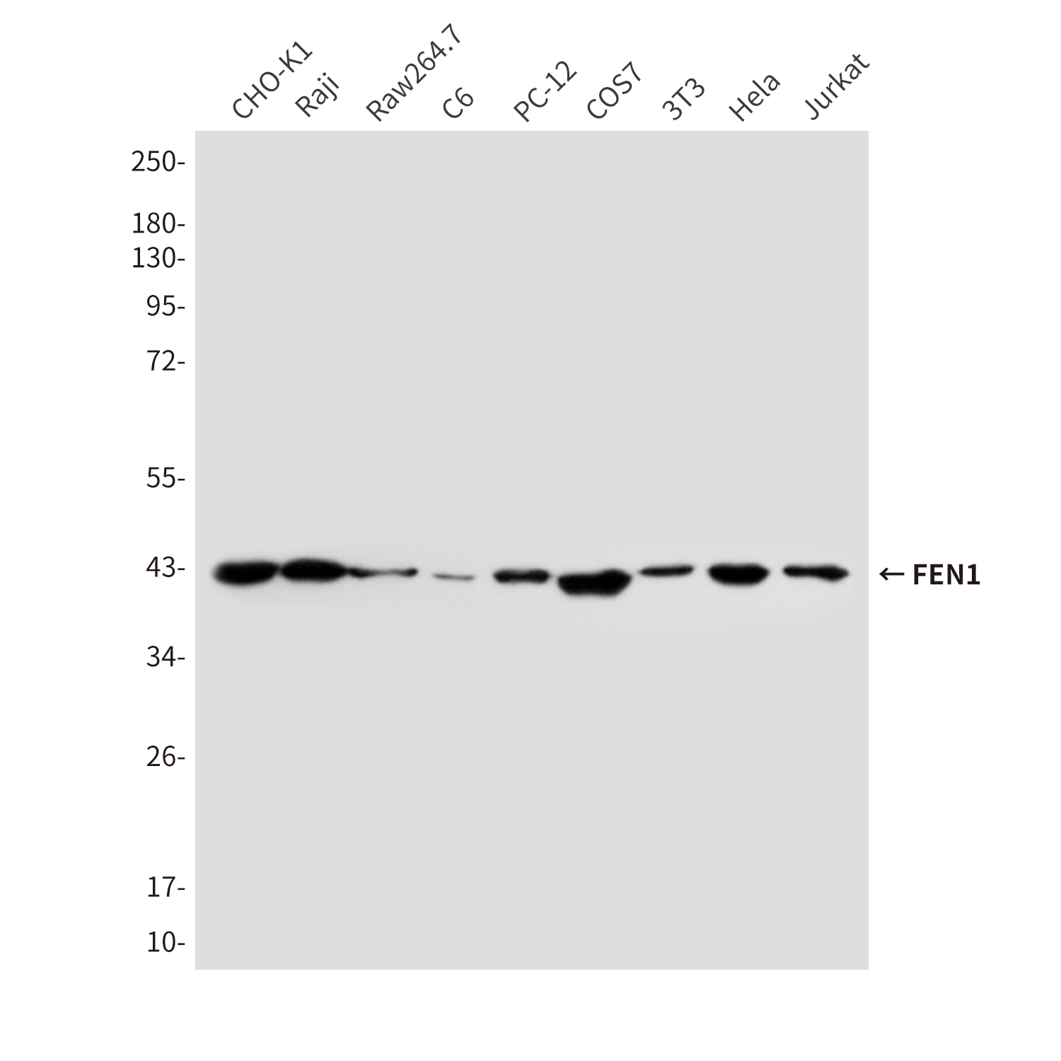 FEN1 (7H8) Mouse mAb ABZ3976