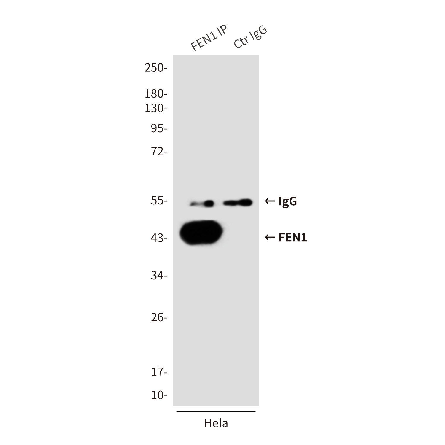 FEN1 (1E7) Mouse mAb ABZ3977