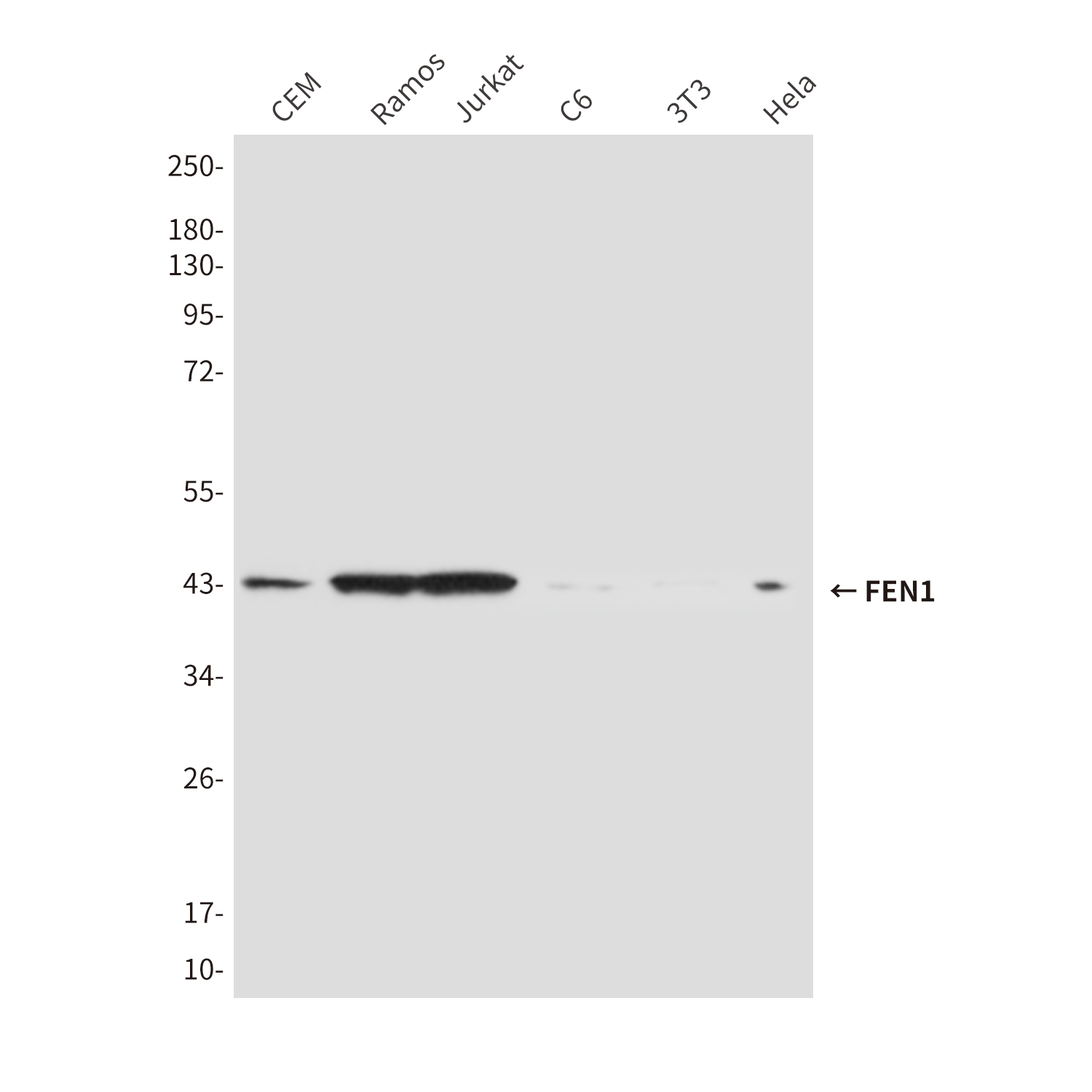 FEN1 (1E7) Mouse mAb ABZ3977