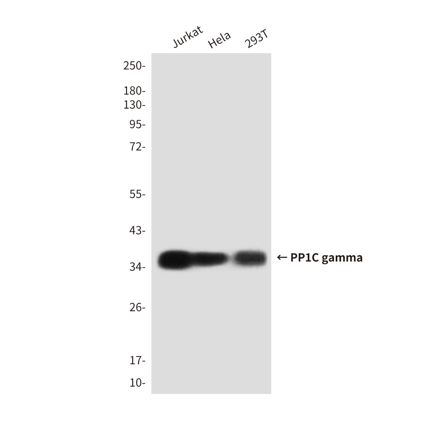PP1C gamma (2F2A3) Mouse mAb ABZ3978
